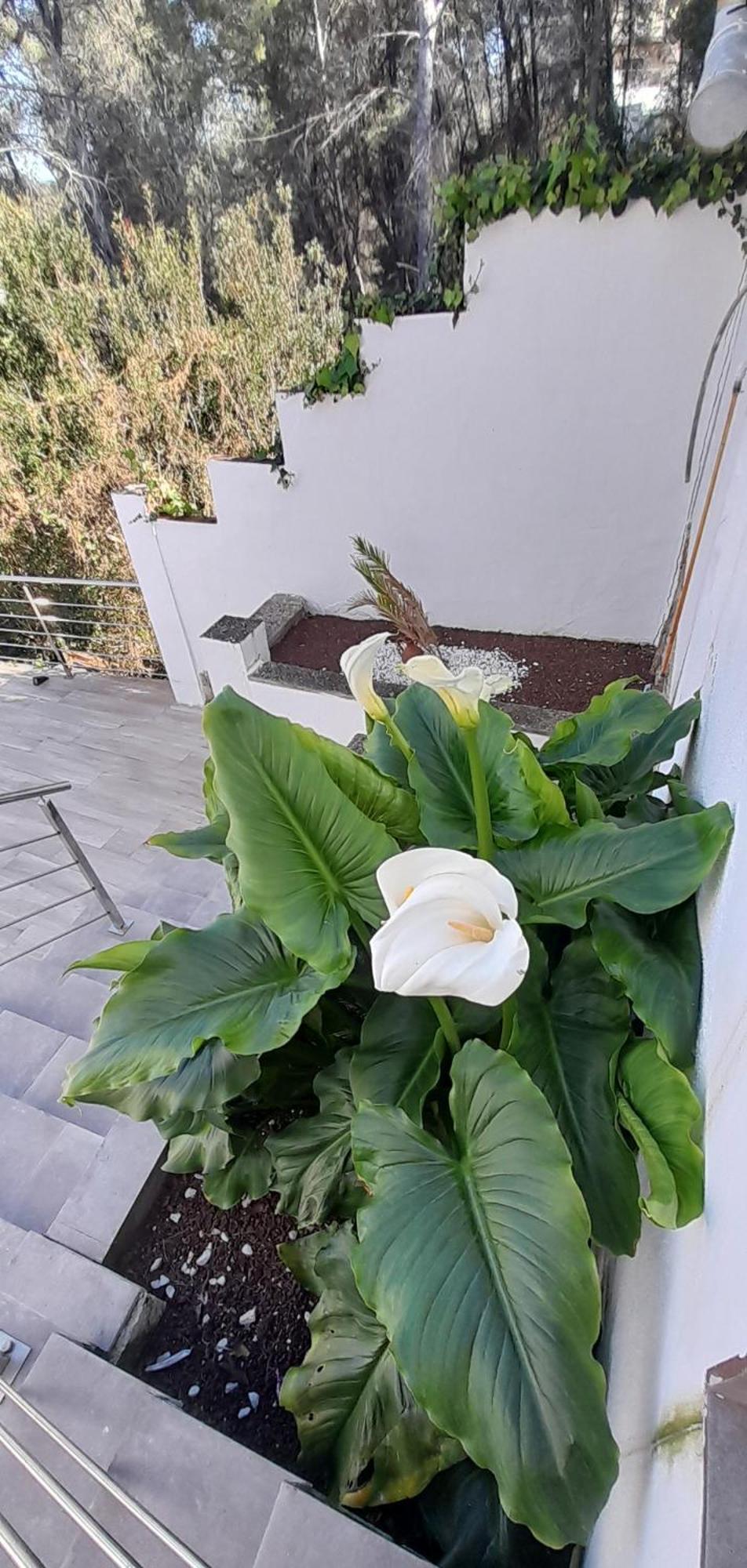 Villa Avril Piscina Privada Y Amplias Terrazas Olivella エクステリア 写真